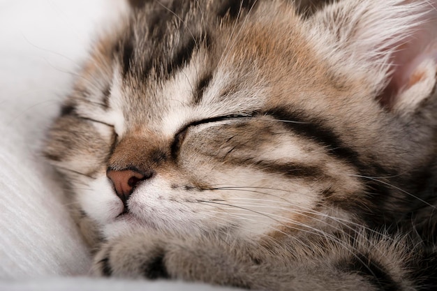 primo piano muso di un gattino marrone addormentato