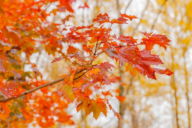 Primo piano naturale autunno caduta vista di arancio rosso foglia su sfondo sfocato in giardino o parco