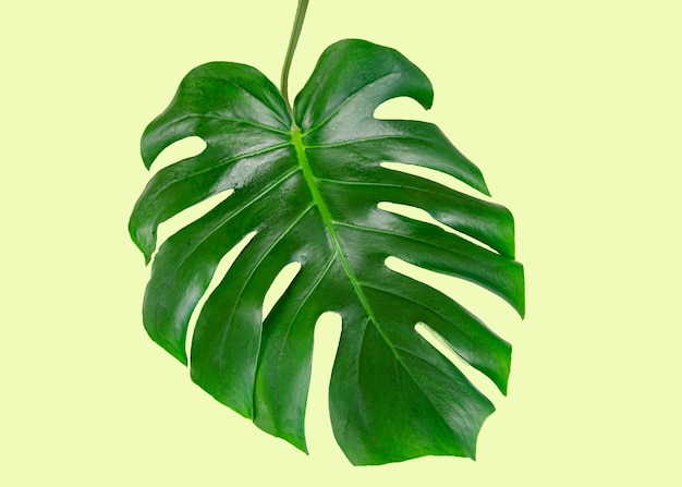 Primo piano naturale della foglia di monstera Sfondo naturale per lo spazio di presentazione per il testo Foglia di monstera isolata su sfondo giallo chiaro