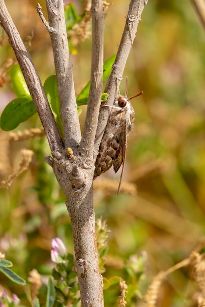 Primo piano naturale sull'imponente Convolvulus Hawkmoth Agrius convolvuli seduto con le ali chiuse sulla corteccia di un albero