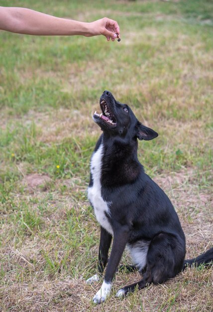 primo piano nero del giovane cane in natura, accanto a un uomo