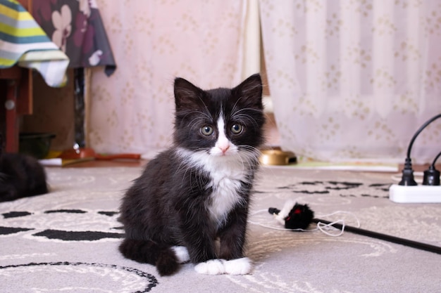 Primo piano nero del ritratto del gattino lanuginoso a casa