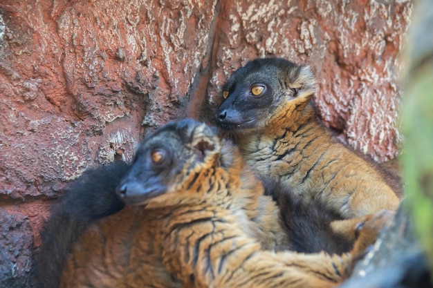 Primo piano nero e marrone dei lemuri del Madagascar su un albero Foto di alta qualità