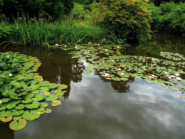 Primo piano ninfee in fiore o fiori di loto con la riflessione sul riflesso dell'acqua in uno stagno