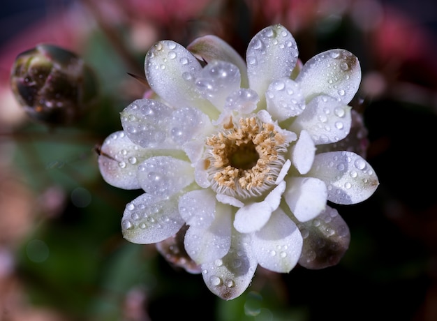 Primo piano o macro Cactus fiore rosa.