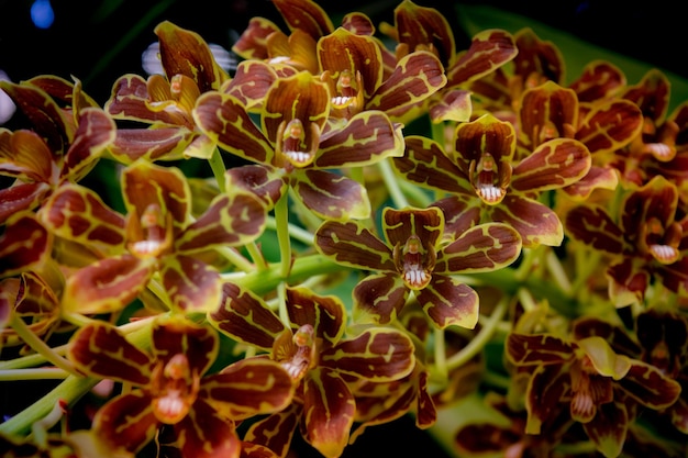 Primo piano orchidea tigre colombiana