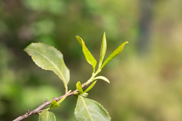 Primo piano Parte superiore della foglia di tè verde nella piantagione di tè del mattino sfondo sfocato fuoco selettivo