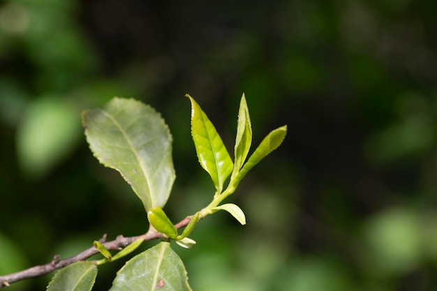 Primo piano Parte superiore della foglia di tè verde nella piantagione di tè del mattino sfondo sfocato fuoco selettivo