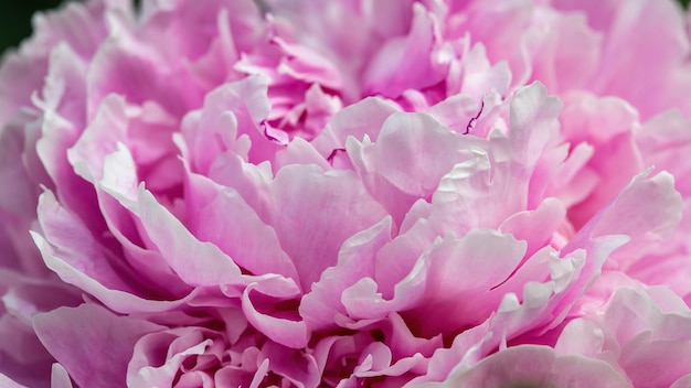 Primo piano Peonie rosa con petali delicati e foglie verdi in giardino