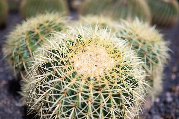 Primo piano per lo più sfocato di cactus barile d'oro o echinocactus grusonii hildm Motherinlaws seat o cactus goldball in fiore Forma rotonda sia di cactus che di fiore Una pianta rara e in via di estinzione