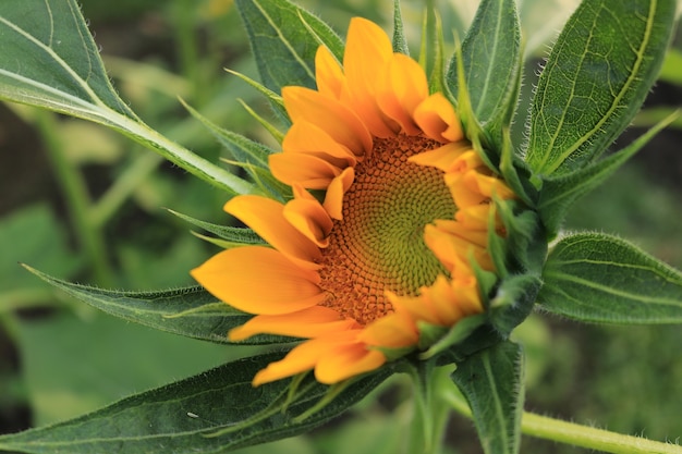 Primo piano petalo di girasole