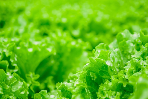 Primo piano Pianta di insalata di lattuga con foglie verdi organiche fresche nel sistema agricolo di verdure idroponiche