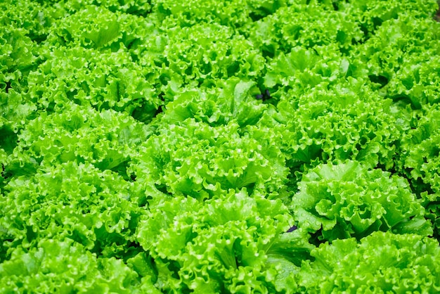 Primo piano Pianta di insalata di lattuga con foglie verdi organiche fresche nel sistema agricolo di verdure idroponiche