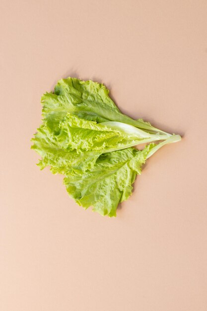 Primo piano Pianta di insalata di lattuga con foglie verdi organiche fresche nel sistema di coltivazione di verdure idroponiche