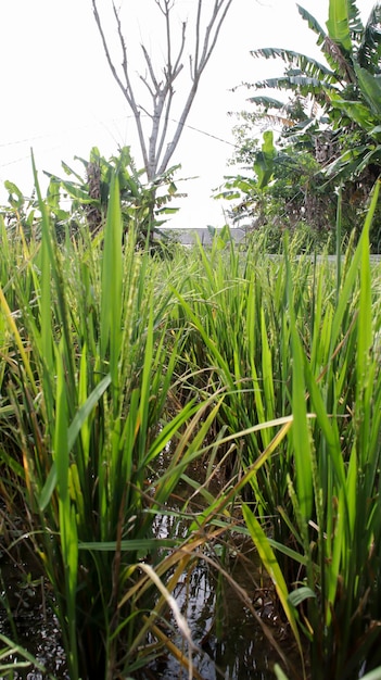 Primo piano pianta di riso che cresce e porta frutti nel campo di riso Contesto e sfondo