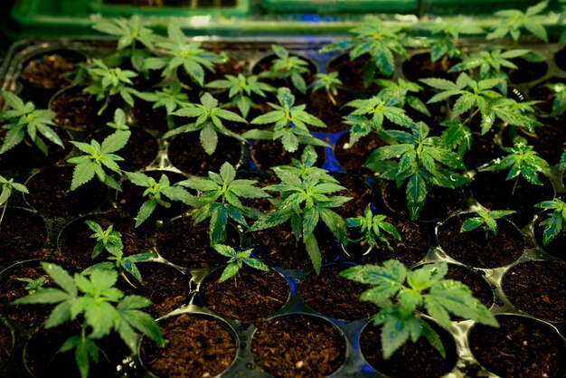 Primo piano piantine di cannabis piantine in gratificante vassoio di semina riempito di terreno