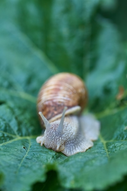 Primo piano piccola lumaca sulla foglia verde in giardino