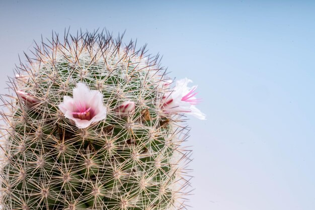 Primo piano Piccoli fiori rosa intorno al cactus sembrano indossare una corona di fiori