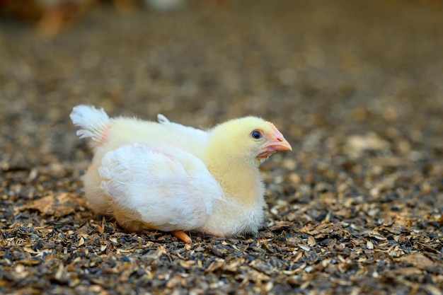 Primo piano piccolo pulcino giallo che cammina sul prato. Piccoli pulcini carini che allevano biologico.