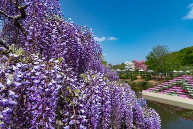 Primo piano piena fioritura di fiori a traliccio in fiore di glicine rosa viola