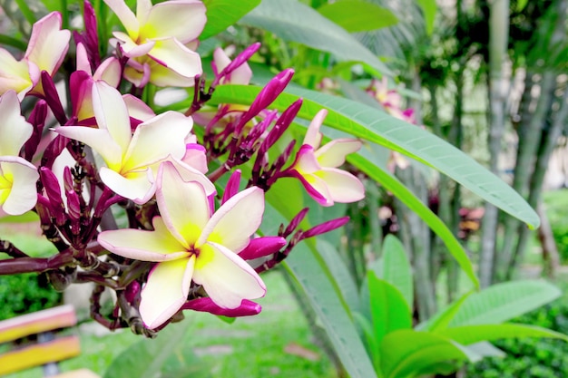 primo piano plumeria rosa e gialla in giardino