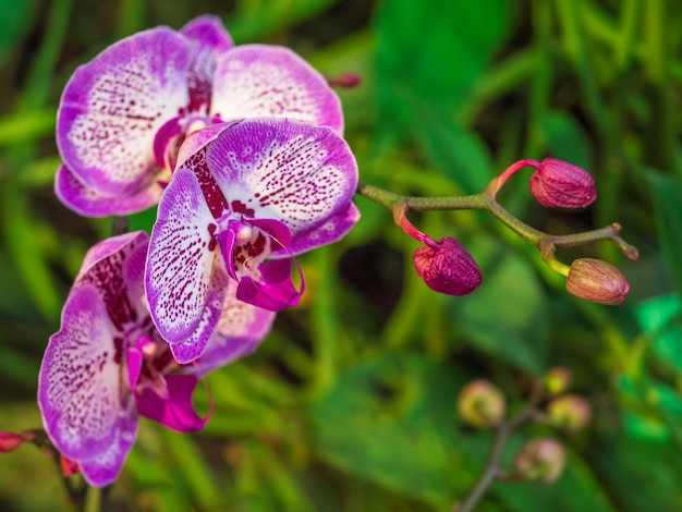 Primo piano porpora di Phalaenopsis dell'orchidea. Allevamento di orchidee. Sfondo floreale naturale.