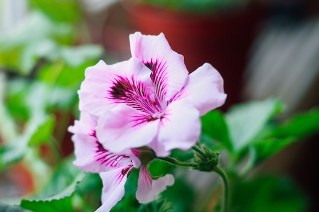 Primo piano porpora reale del pelargonium.