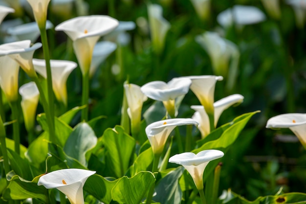 Primo piano primavera calla giglio parco bianco calla giglio calla fiori di giglio