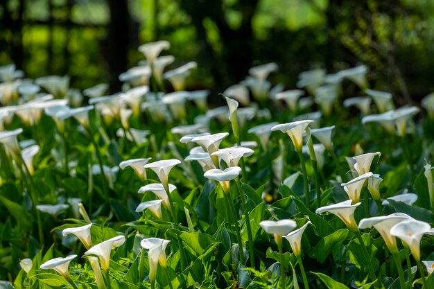 Primo piano primavera calla giglio parco bianco calla giglio calla fiori di giglio