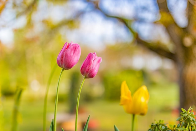 Primo piano primavera paesaggio naturale Tulipani rosa colorati che fioriscono sotto la luce del sole in estate sfocato indietro