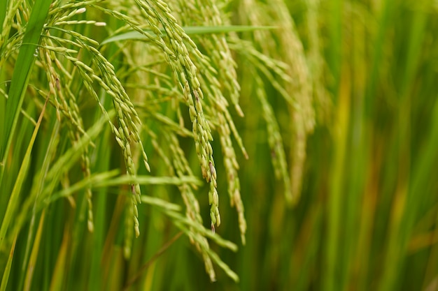 Primo piano, riceplant