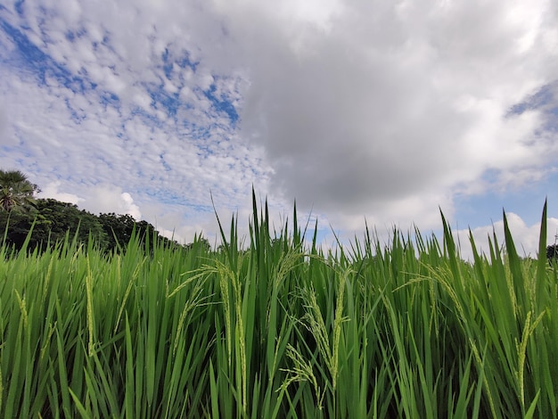 Primo piano riso o Oryza sativa, comunemente noto come riso asiatico.