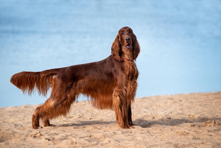 Foto primo piano ritratto del bellissimo setter rosso irlandese di razza pura in piedi su uno sfondo di sulla spiaggia in riva al mare in una giornata di sole