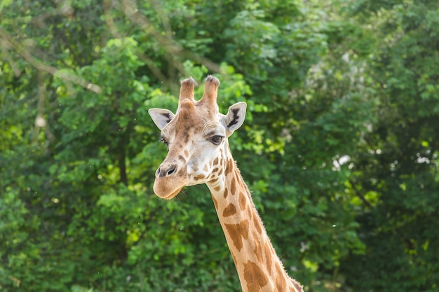 Primo piano ritratto di giraffa