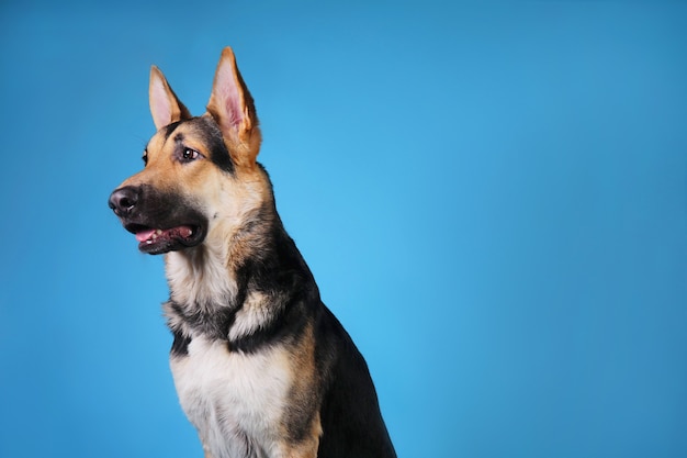 primo piano ritratto di un bellissimo cane pastore tedesco su sfondo blu colorato