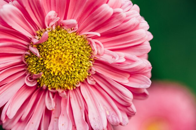 Primo piano rosa aster. Fiori delicati rosa. Macro.