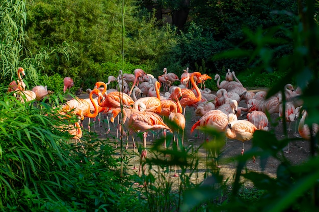 Primo piano rosa dei fenicotteri che sta intorno agli alberi e ai cespugli verdi in fauna selvatica