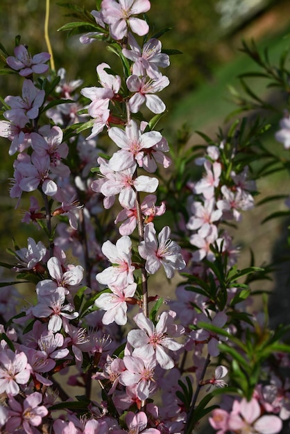 Primo piano rosa dei fiori di ciliegio Primo piano rosa dei fiori di ciliegio