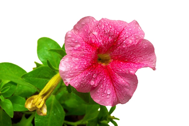 Primo piano rosa del fiore del fiore della petunia isolato su fondo bianco