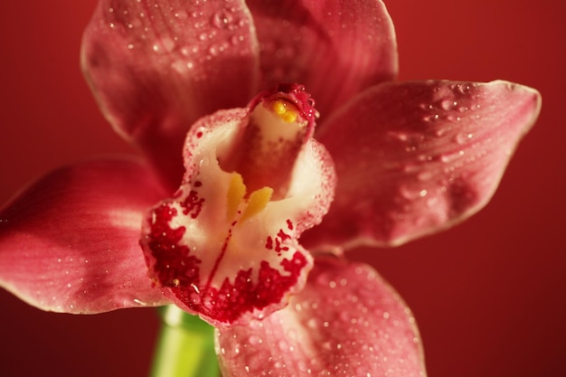 Primo piano rosa del fiore dell'orchidea