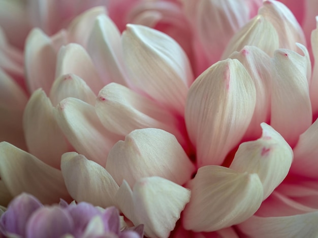 Primo piano rosa del fiore per lo sfondo naturale