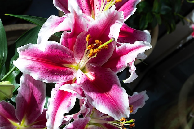 Primo piano rosa del giglio del giardino come bello sfondo naturale