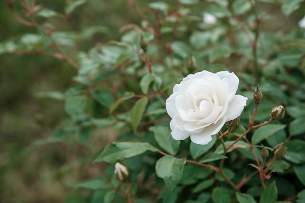 Primo piano rosa delicato bianco.