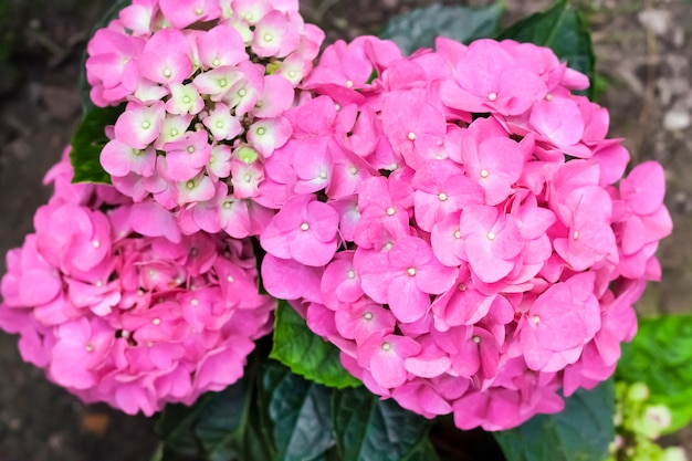 Primo piano rosa dell'inflorescenza di macrophylla dell'ortensia (ortensia di Bigleaf)