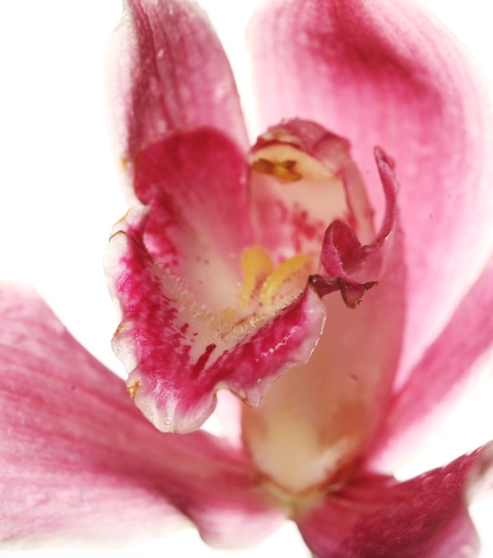 Primo piano rosa dell'orchidea