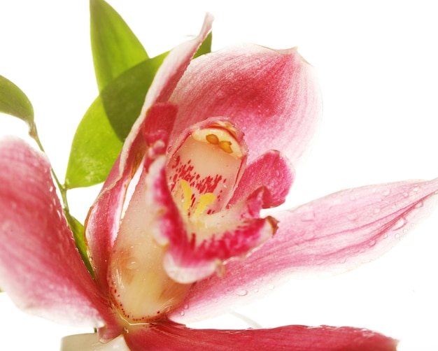 Primo piano rosa dell'orchidea