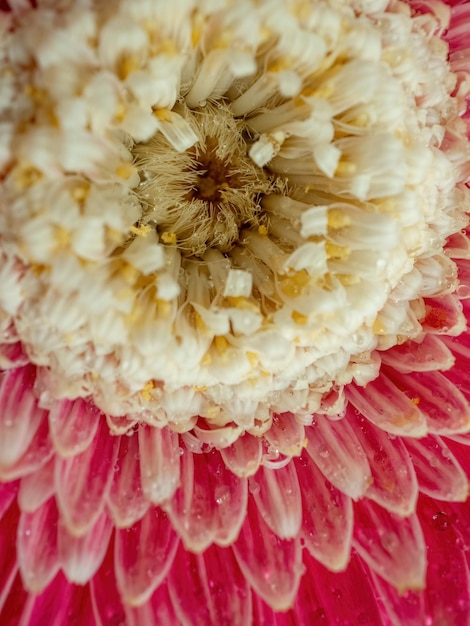 Primo piano rosa della gerbera per sfondo naturale Petali di fiori macro