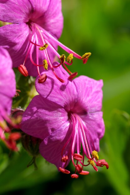 Primo piano rosa di un piccolo fiore su un prato primaverile in una giornata di sole macrofotografia