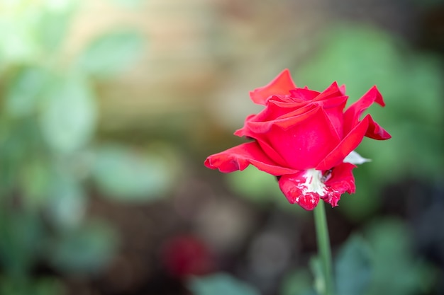 primo piano rosa in giardino