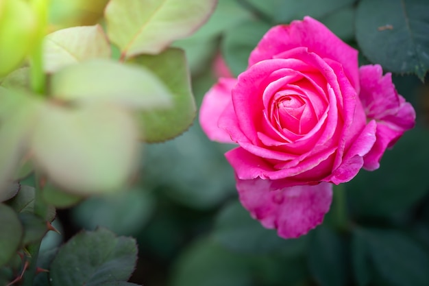 primo piano rosa in giardino